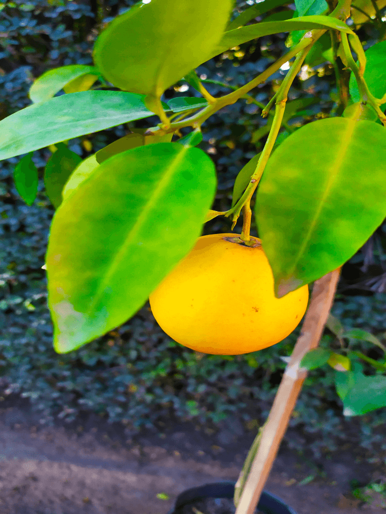 Pomelo Rosado. Env 8lts Los Tulipanes