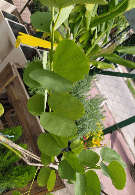 Pezuña de vaca Env. 15lts – Los Tulipanes