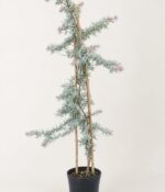 Acacia Baileyana purpurea Env 10lts - Imagen 4