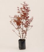 Acer Japones (Acer Astropurpurea) - Imagen 3