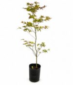 Acer Palmatum Env 10lts - Imagen 3