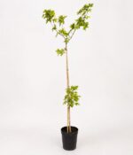 Acer Burguerium Env 15lts - Imagen 4