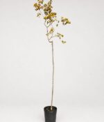 Acer Sacharum - Imagen 6