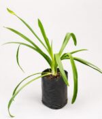 Agapanthus Azul Env 3lts - Imagen 2