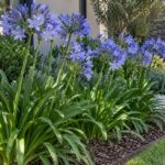 Agapanthus Azul Env 3lts