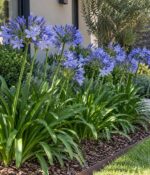 Agapanthus Azul Env 3lts