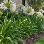 Agapanthus Blanco Env 3lts