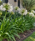 Agapanthus Blanco Env 3lts