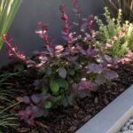 Berberis Env 4lts
