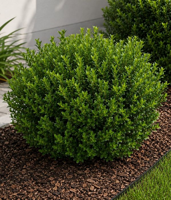 Buxus bocha 1 Buxus Bochita Env 10lts - Imagen 1