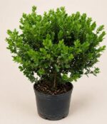 Buxus Bochita Env 10lts - Imagen 2