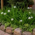Promo x 5 Dietes Grandiflora Env 3lts