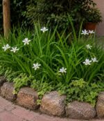 Promo x 5 Dietes Grandiflora Env 3lts