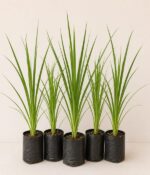 Promo x 5 Dietes Grandiflora Env 3lts - Imagen 2