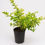 Duranta Env 4lts