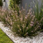 Erica Carnea Env 3lts
