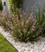 Erica Carnea Env 3lts