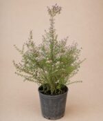 Erica Carnea Env 3lts - Imagen 2