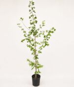 Ginkgo Biloba Env 15lts - Imagen 5