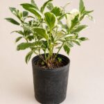 Hortensia Disciplinada Env 3lts