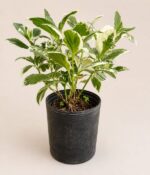 Hortensia Disciplinada Env 3lts