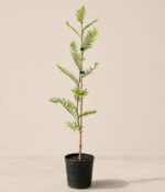 Acacia Dealbata Env 4Lts - Imagen 3