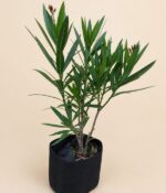 Laurel de Adorno Env 4lts - Imagen 3