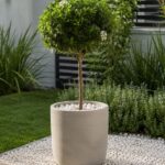 Laurentino Topiario Env 10lts