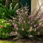Leptospermum Env 4lts