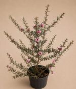 Leptospermum Env 4lts - Imagen 2