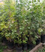 Liquidambar Env 20lts - Imagen 6