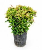 Nandina Firepower Env 10lts - Imagen 3