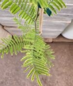 Acacia Dealbata. Env 4Lts - Imagen 2