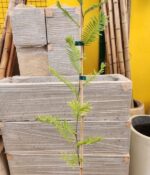 Acacia Dealbata. Env 4Lts - Imagen 3