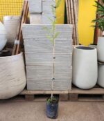Acacia Dealbata. Env 4Lts - Imagen 4