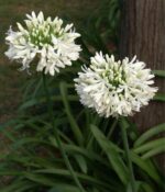 Agapanthus Blanco. Env 3lts