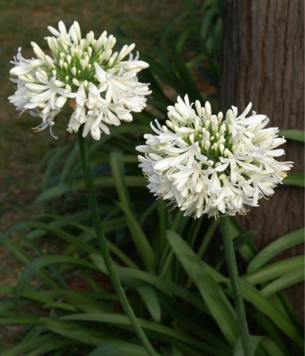 Nubefan Los Tulipanes 2604091236 Agapanthus blanco Agapanthus Blanco. Env 3lts - Imagen 1