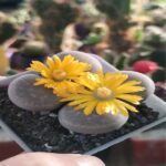 Cactus Lithops x2un