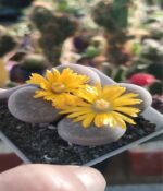Cactus Lithops x2un