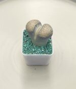 Cactus Lithops x2un - Imagen 2