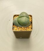 Cactus Lithops x2un - Imagen 3