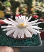 Cactus Lithops x2un - Imagen 4