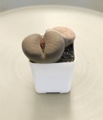 Cactus Lithops x2un - Imagen 5