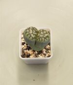Cactus Lithops x2un - Imagen 6