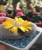 Cactus Lithops x2un - Imagen 7