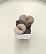 Cactus Lithops x2un - Imagen 8