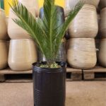 Cyca Revoluta. Env 10lts
