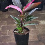 Dracena Rubra. Env 4lts