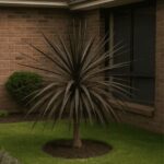 Dracena Rubra. Env 20lts
