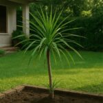 Dracena Verde Env 20lts